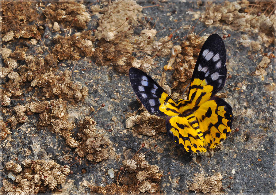 Фото жизнь (light) - Pastor - МАКРО - Бабочка на вулканическом камне