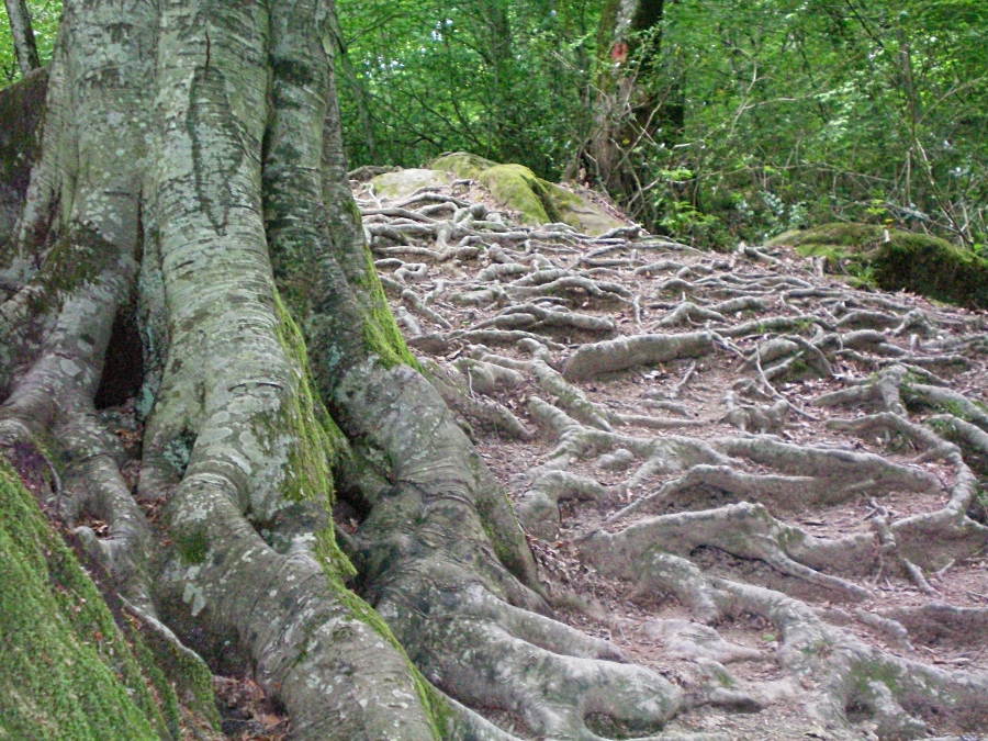 Фото жизнь - -viking- - Пейзаж - Сплетение деревянных змей