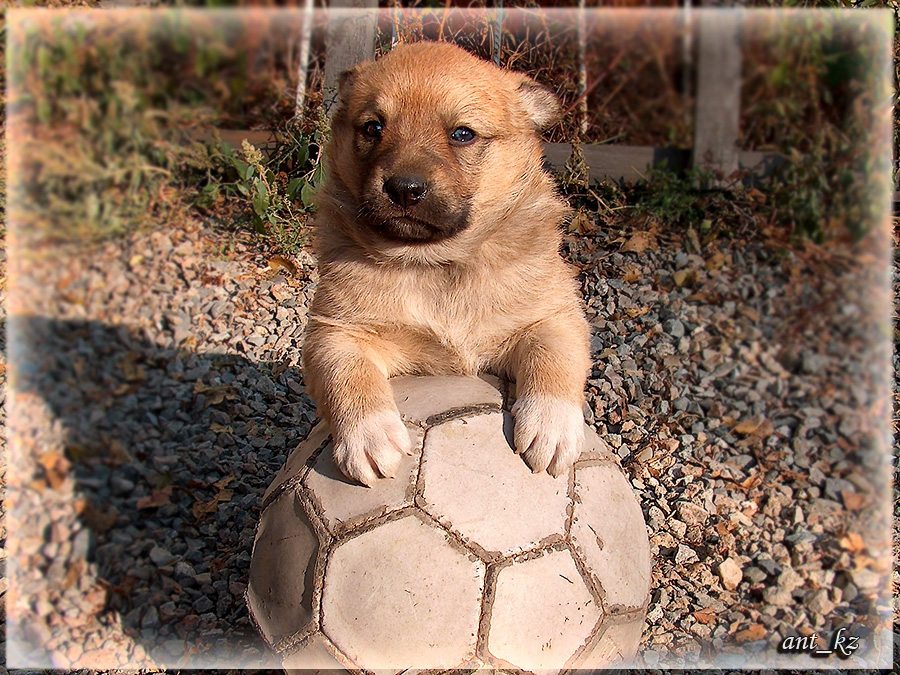 Фото жизнь (light) - Ant_kz - корневой каталог - Поиграем?!