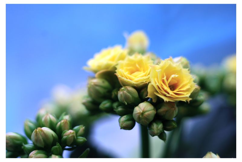 Фото жизнь (light) - aska - цветы,натюрморты - каланхоэ