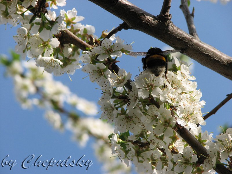 Фото жизнь (light) - api4 - Природа - Весна