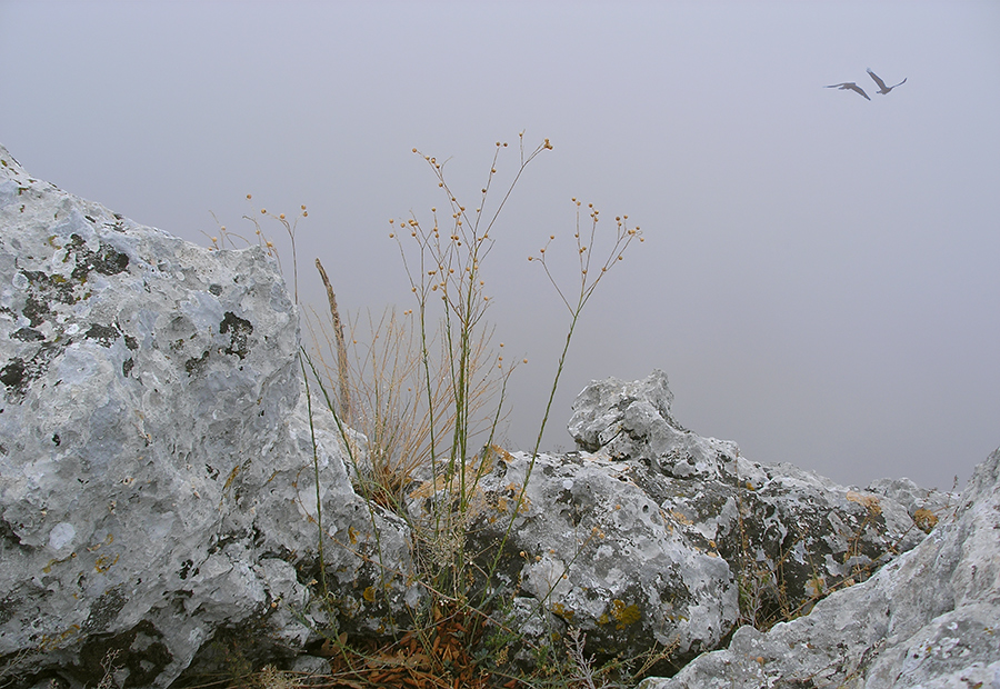 Фото жизнь (light) - Михаил Лутс (luts) - корневой каталог - Осенний туман