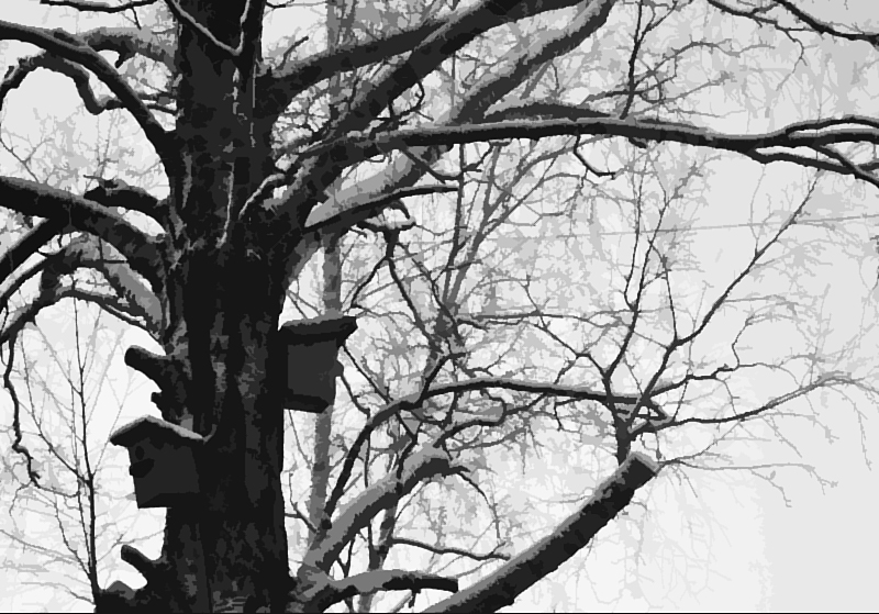 Фото жизнь - Anatoly Obodovsky - корневой каталог - Дерево