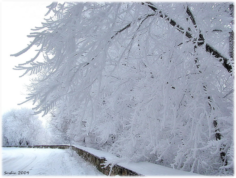 Фото жизнь (light) - serg... - Природа, пейзажи - Зимние кружева... 