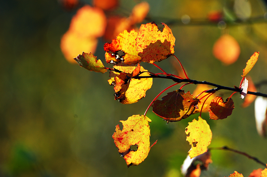 Фото жизнь (light) - emunilkin - природа - Осенняя