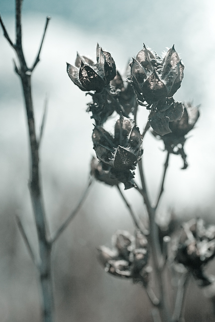 Фото жизнь (light) - Edgar Maivel - Raznoe - ***