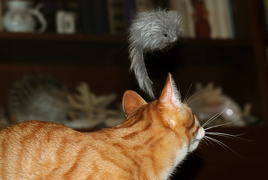 Фото жизнь (light) - OSA - =^^= (котоморды и живность) - Глаза в глаза...