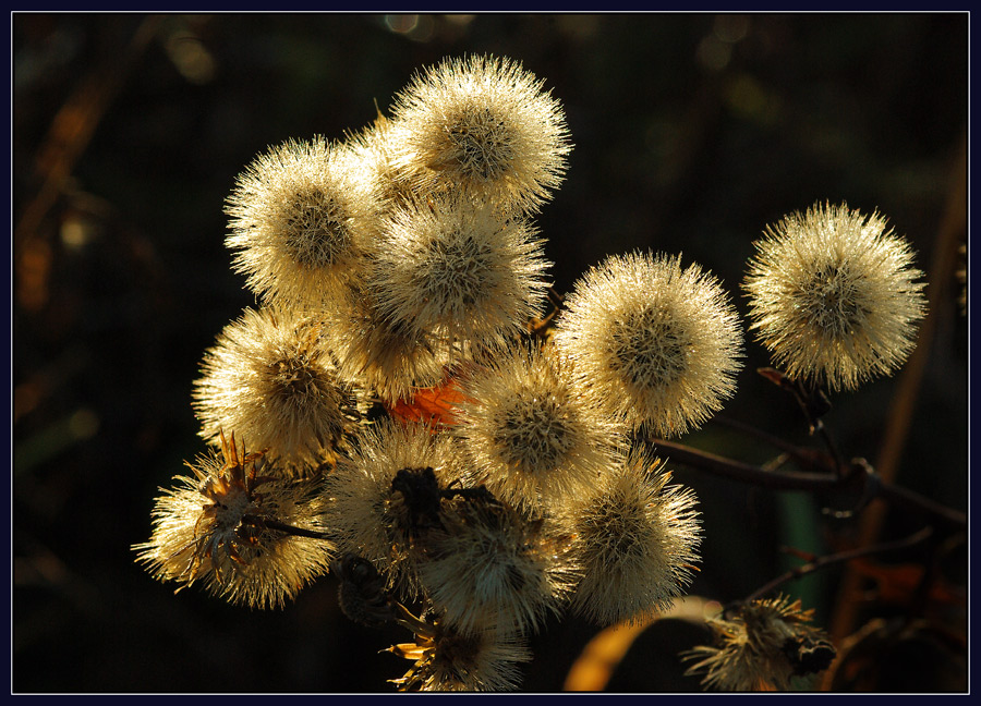 Фото жизнь (light) - Анатолий Медер - Макро - В утреннем свете.