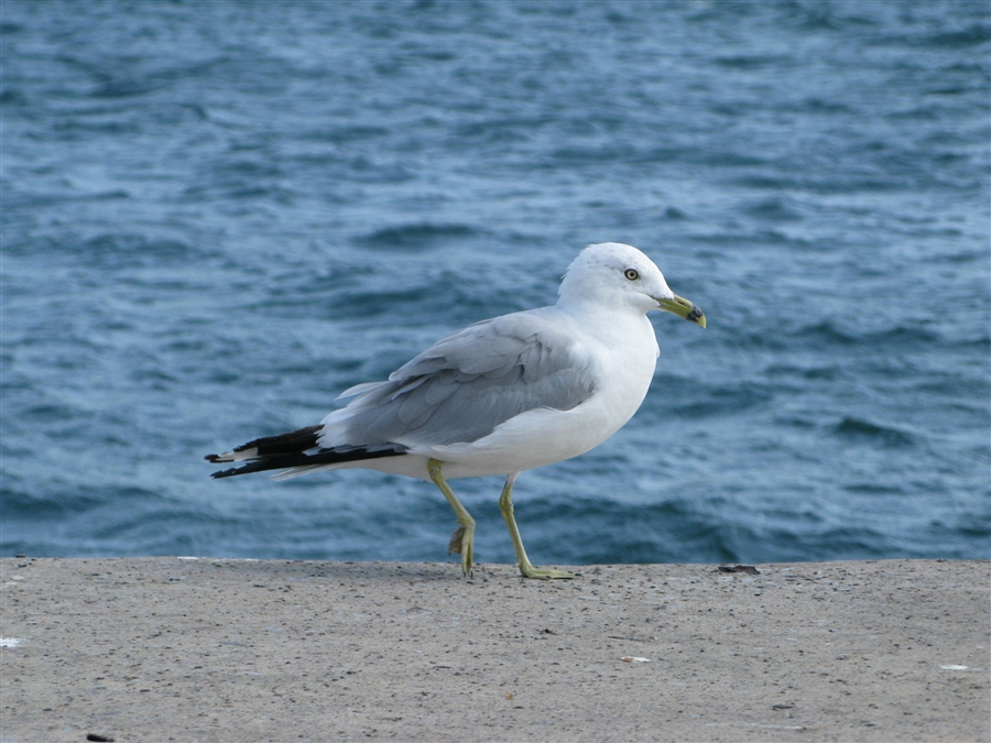 seagull