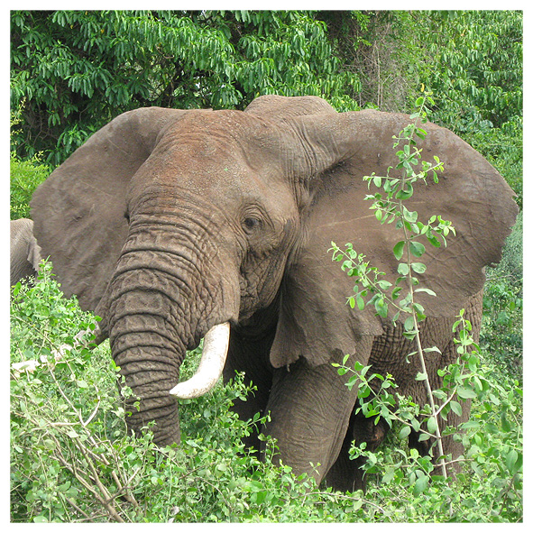 Фото жизнь (light) - Алмаз Ваджраненко - Африкансое сафари - Африканский слон