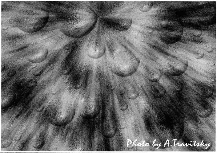 Фото жизнь (light) - Травицкий Александр - корневой каталог - Капли дождя