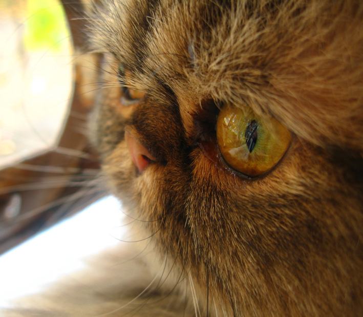 Фото жизнь - cain - корневой каталог - Взгляд кота