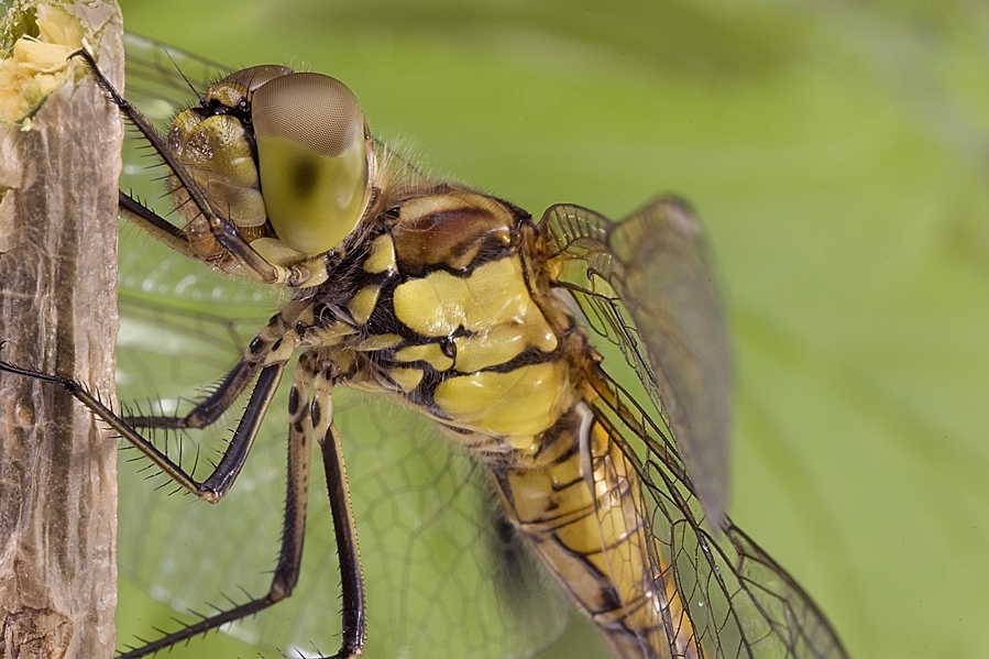 Фото жизнь (light) - Sebastian Koczwara - Macro - Стрекоза/Dragonfly  vol.1 