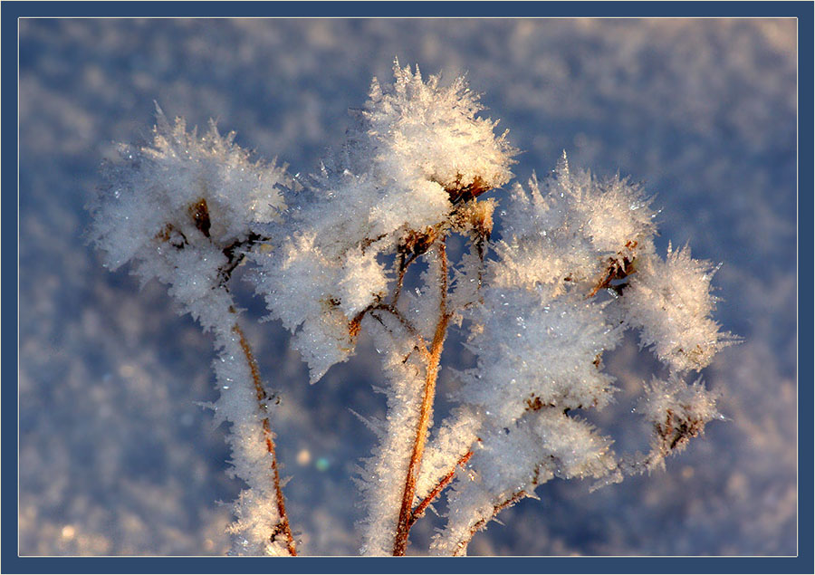 Фото жизнь - Виктор Солодухин - Сказочная зима - Колючие цветы