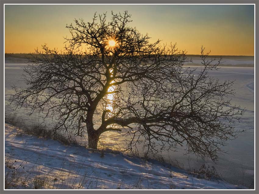 Фото жизнь (light) - Валерий Зайченко - корневой каталог - Про одинокое дерево