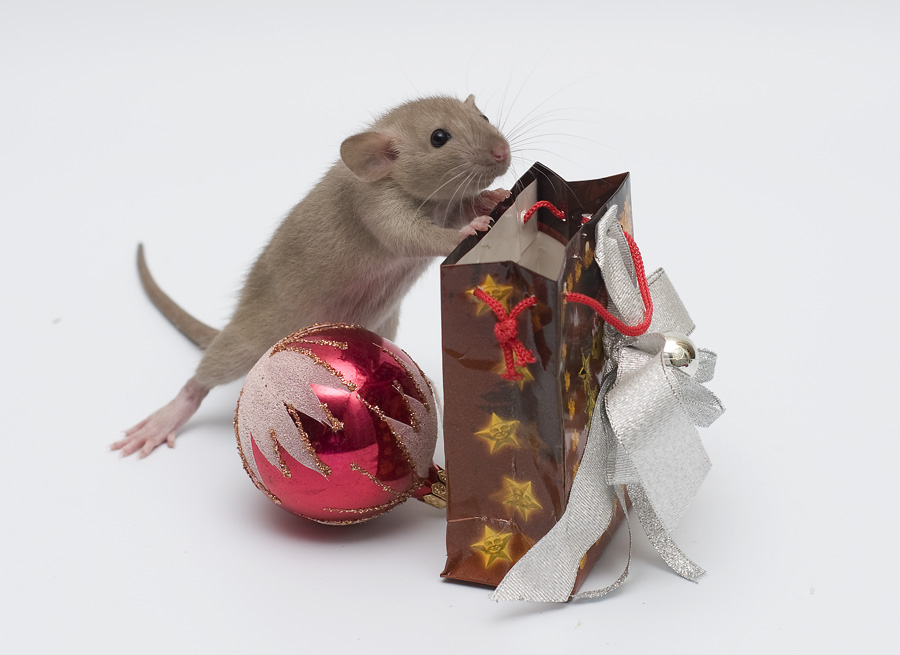 Фото жизнь (light) - Jessy - Alb3. Fancy Rats - А где мой подарок?