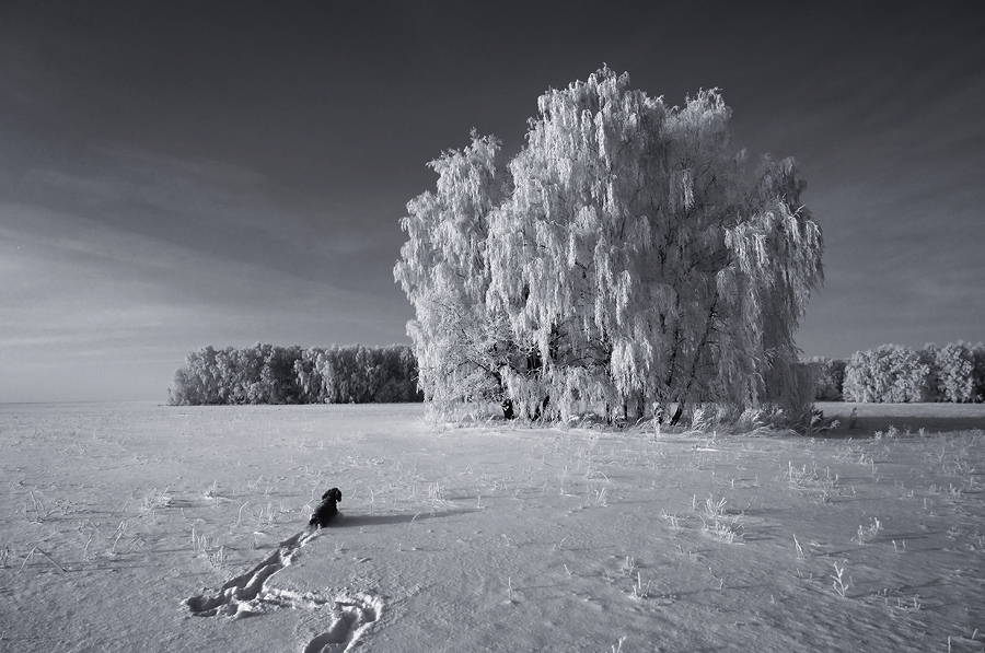 Фото жизнь (light) - Алексей Андросов - Пейзаж - Зимние прогулки