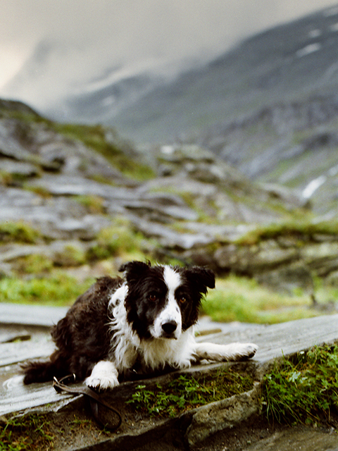 Фото жизнь (light) - MaxNW - Norge - Пёс немецкого путешественника