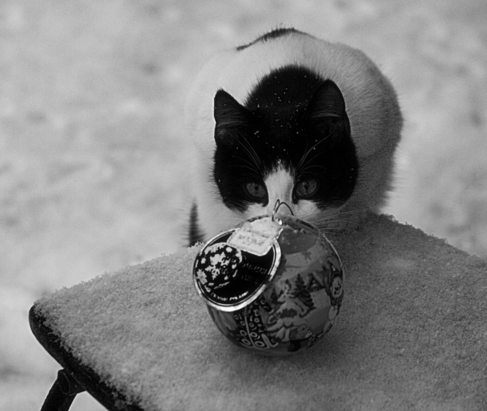 Фото жизнь - Илзе Абелтыня - корневой каталог - Страшнее кошки зверя нет..