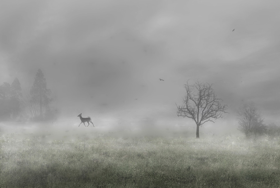 Фото жизнь (light) - Fearel - фотошоп - в тумане