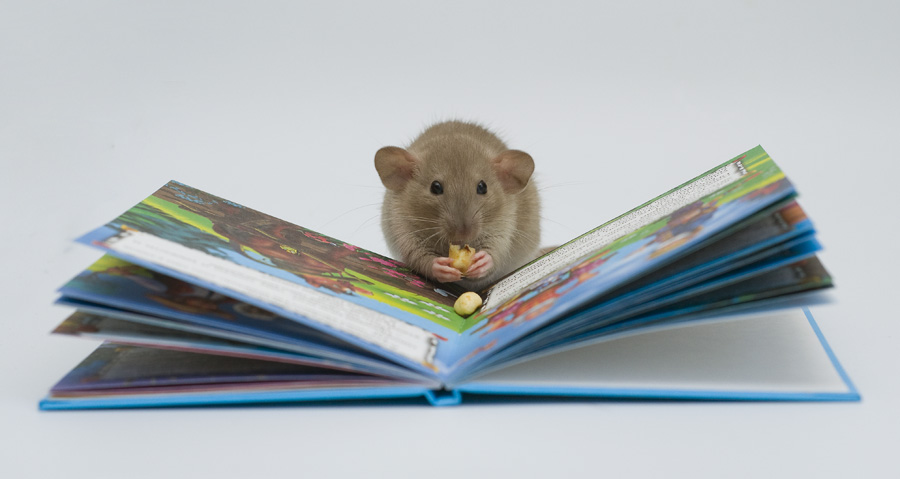 Фото жизнь (light) - Jessy - Alb3. Fancy Rats - Первые сказки