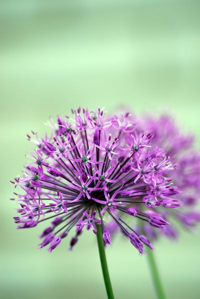 Фото жизнь (light) - aska - цветы,натюрморты - цветок