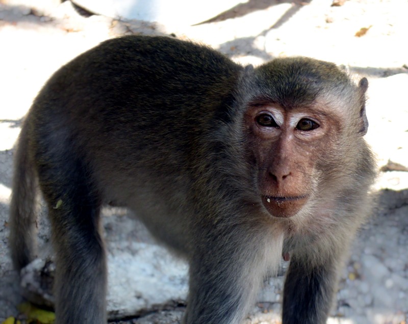 Фото жизнь (light) - kerlkerl - Тайланд - обезьяньи глаза