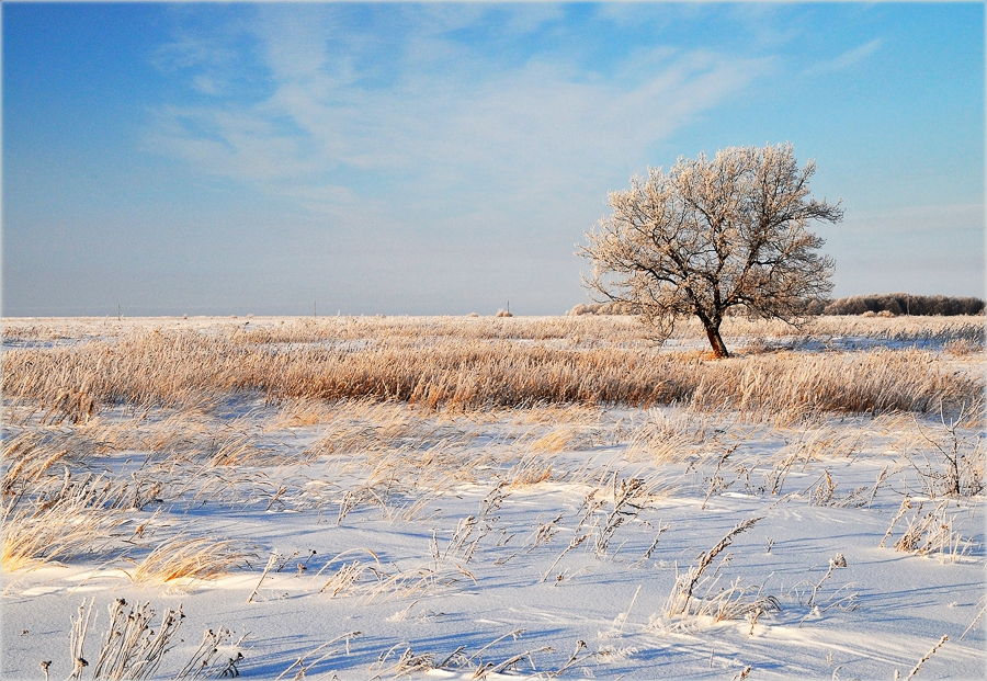 Фото жизнь - Михаил Филиппов  - Зима в разгаре - Дерево желаний