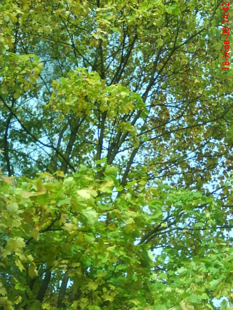 Фото жизнь (light) - MilaFka - корневой каталог - ...Дерево около моего дома...