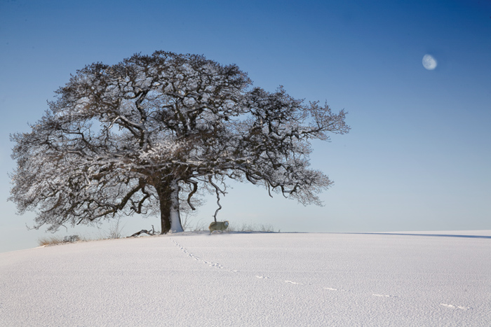 Фото жизнь (light) - Melonik - Landscape - Заблудшая овечка