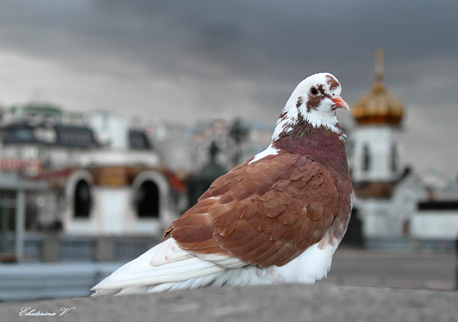 Фото жизнь (light) - Ekaterina_Ark - корневой каталог - Задумчивость...