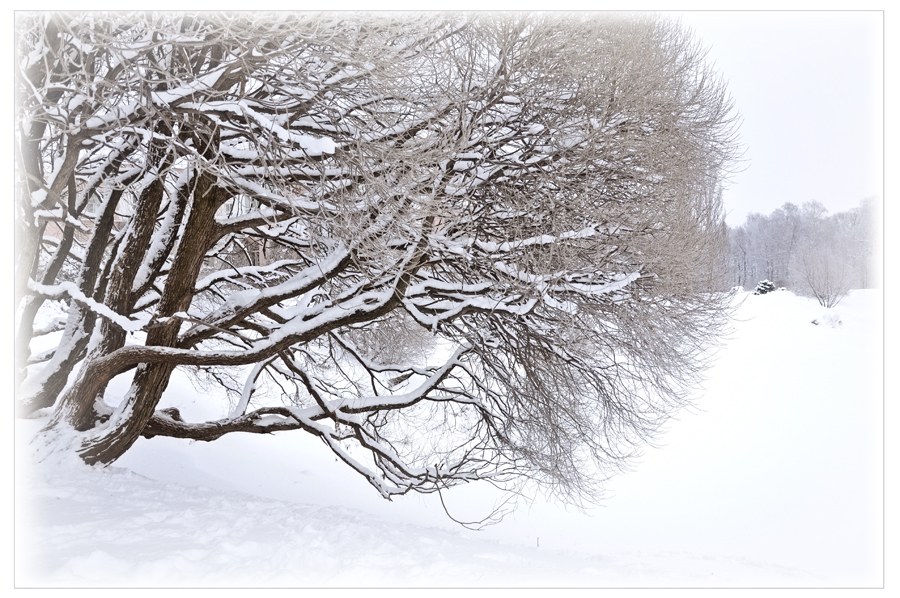 Фото жизнь - Galij - корневой каталог - Московская Зима