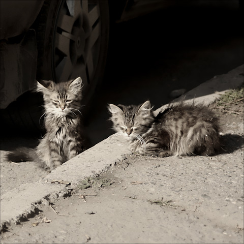 Фото жизнь (light) - Tia_ - "Тёплые коты" - Двойняшки