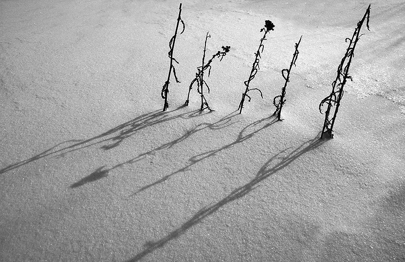 Фото жизнь (light) - Таня Павелко - корневой каталог - Тени