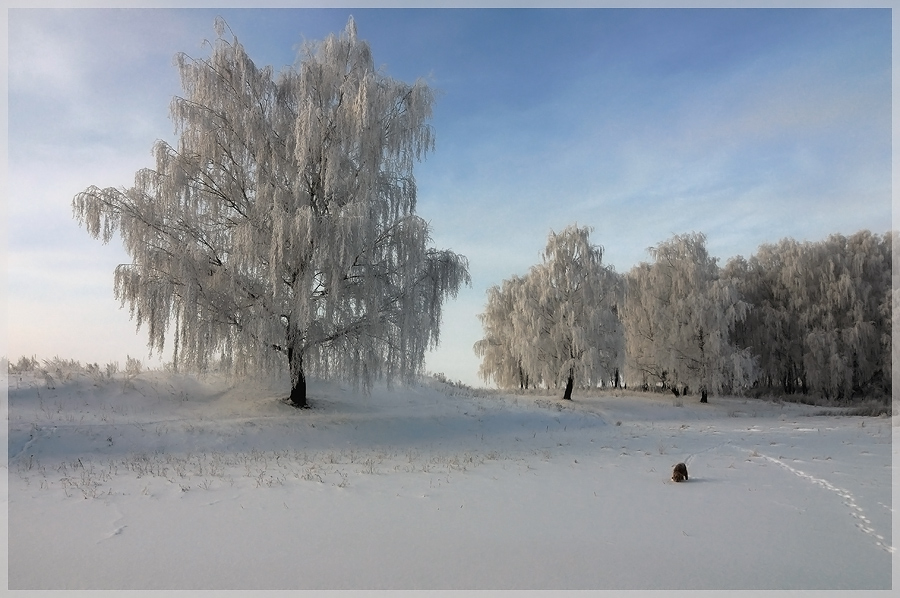 Фото жизнь (light) - Алексей Андросов - Пейзаж - Прогулка по зимнему лесу