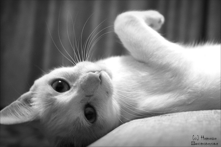 Фото жизнь - Tia_ - "Тёплые коты" - Нежно