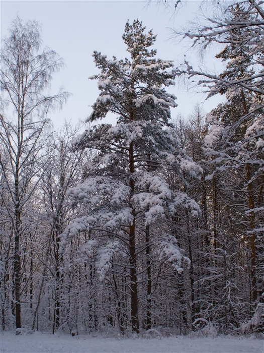 Фото жизнь