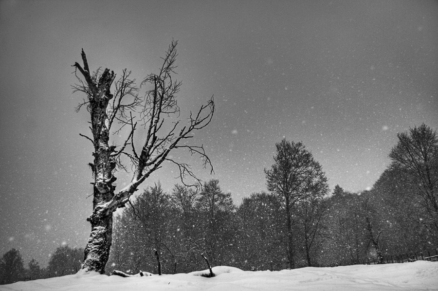 Фото жизнь (light) - natia apkhaidze - корневой каталог - winter tree