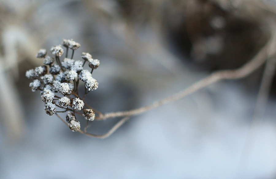 Фото жизнь - Slavnaya - природа - мороз
