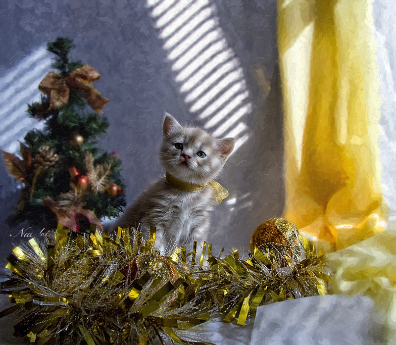 Фото жизнь (light) - Наталья Кузнецова - домашние животные - Новогоднее 