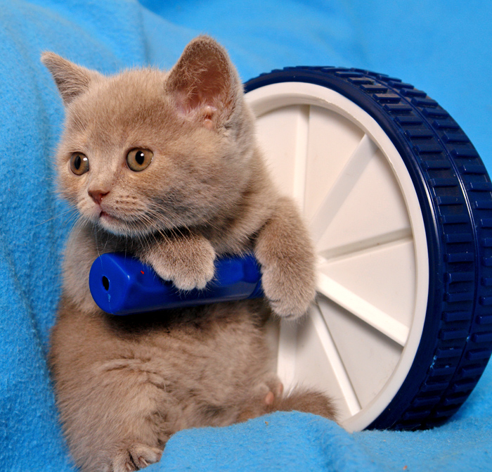 Фото жизнь (light) - Торгашева Светлана - Животные - Поехали