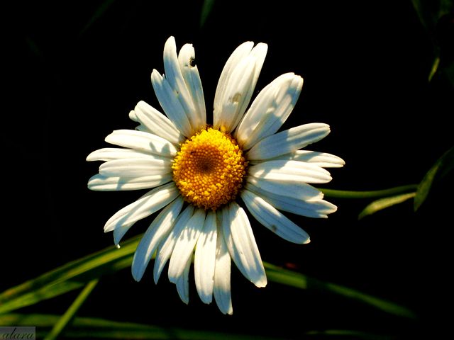 Фото жизнь (light) - alara - once - самый фотогеничный цветок