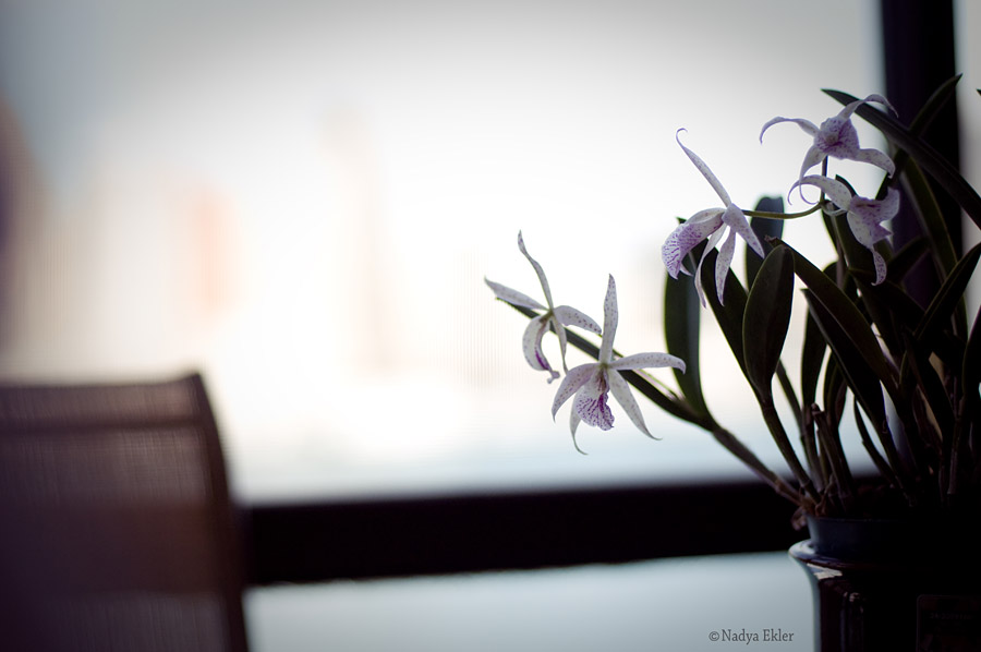 Фото жизнь - HopeGoddess - корневой каталог - Орхидея у окна