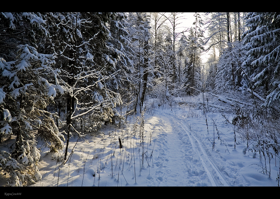 Фото жизнь (light) - dpostnikov - Пейзажи. - В лесу.