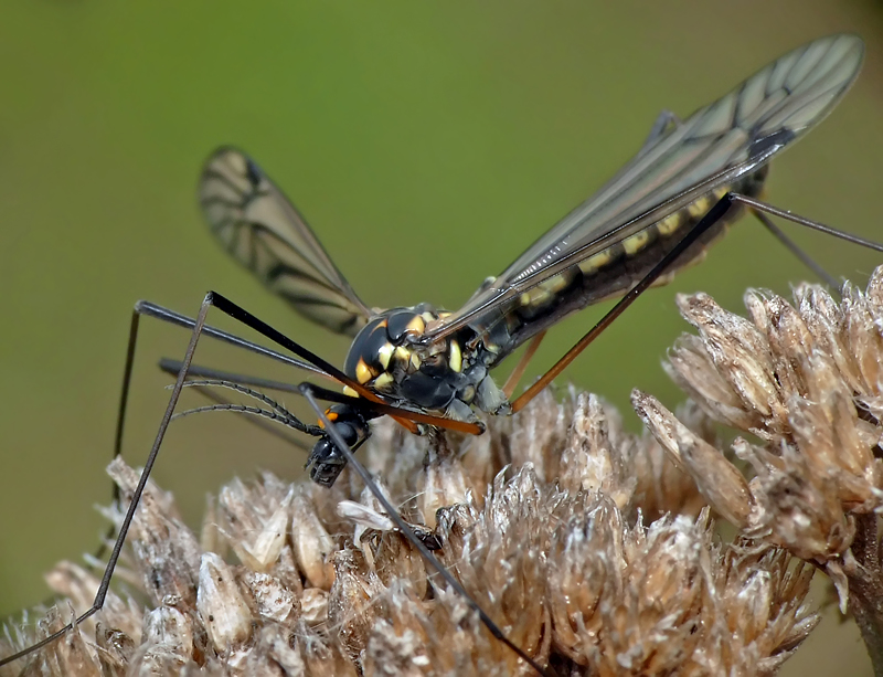 Фото жизнь (light) - moskaev - корневой каталог - комар долгоножка