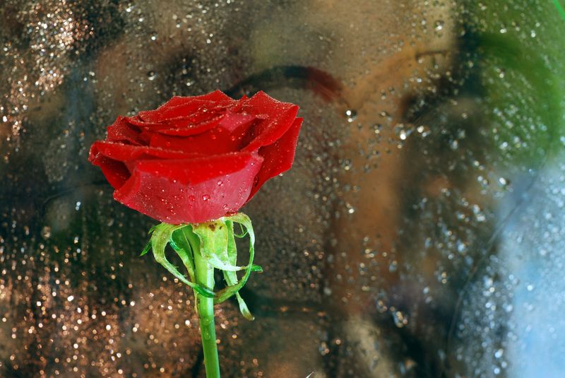 Фото жизнь (light) - aska - цветы,натюрморты - роза