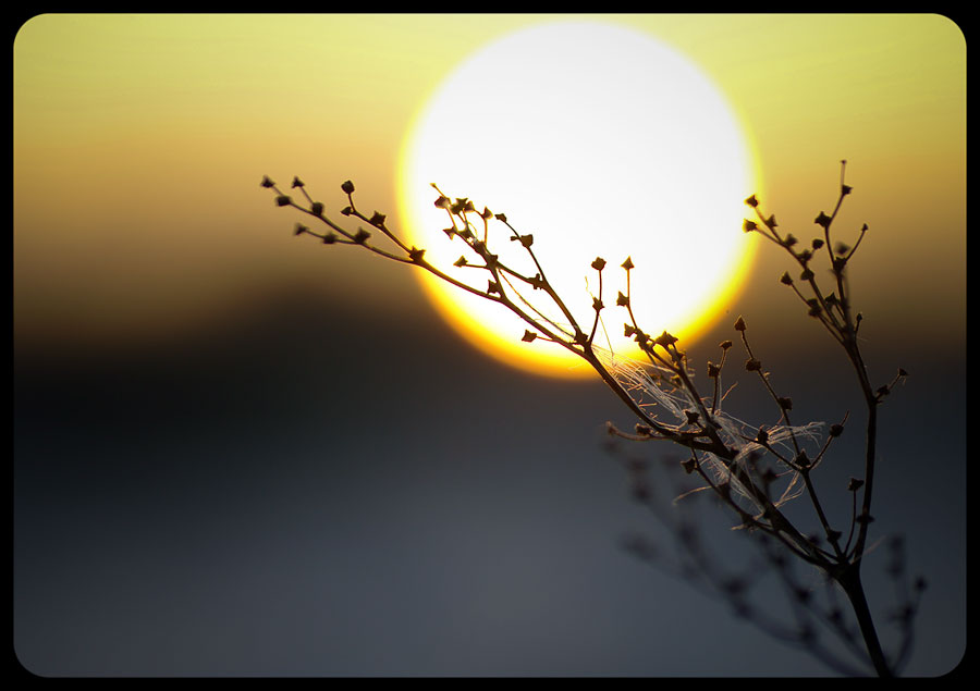 Фото жизнь (light) - DolphINE - корневой каталог - Зимнее солнце #1
