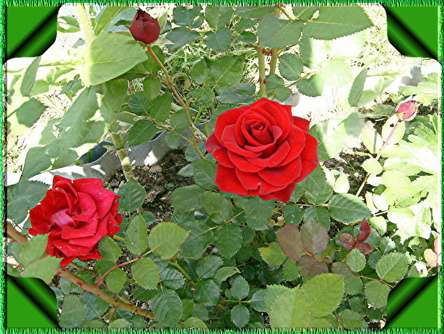 Фото жизнь - Valentina  - Природа - "Розы"