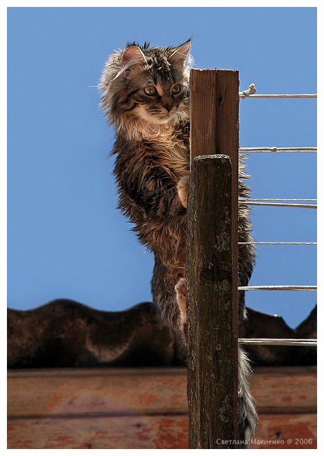 Фото жизнь (light) - Светлана Макиенко/ПриВетка - Животинки - Дятел