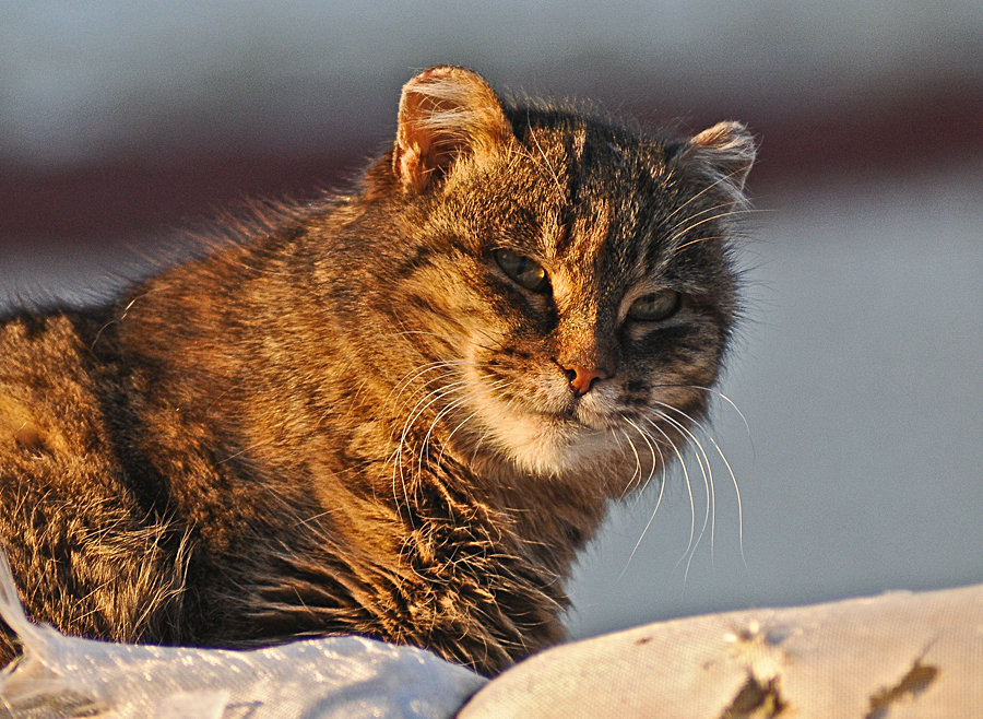 Фото жизнь (light) - Pavvlovich - птички, собачки,кошечки, и прочие твари... - уличный кот...